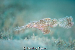 Like a Ghost by Henley Spiers 